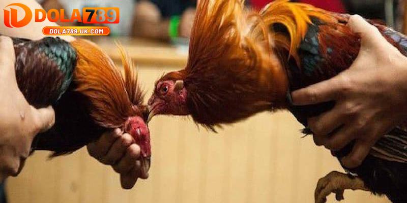 Đá gà trực tiếp Campuchia DOLA789 đỉnh cao đá gà trực tuyến 3 cac loai truc tiep da ga campuchia dola789