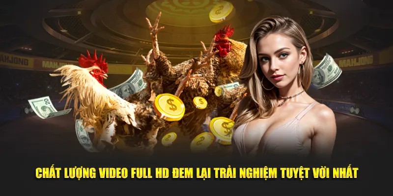 Đá gà trực tiếp DOLA789 – Thiên đường đá gà với chất lượng vượt trội 3 trực tiếp đá gà chất lượng cao