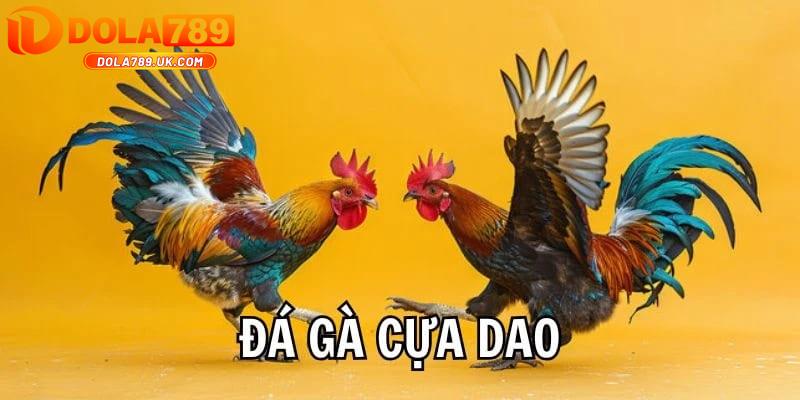 Đá gà cựa dao DOLA789 – Kinh nghiệm chọn gà chiến chuẩn 1 cuoc da ga cua dao dola789 1