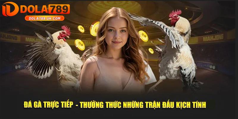 Đá gà trực tiếp DOLA789 – Thiên đường đá gà với chất lượng vượt trội 1 đá gà trực tiếp dola789