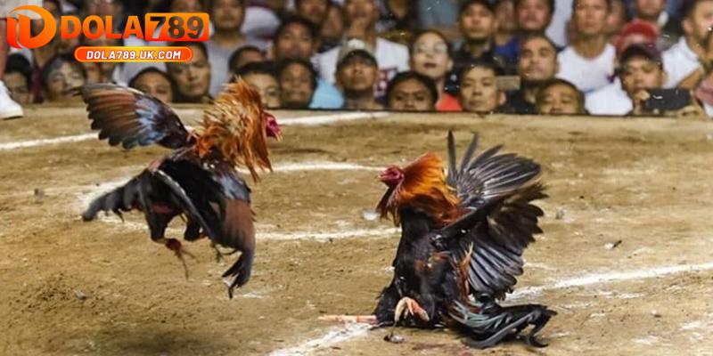 Đá gà Campuchia DOALA789 - Thỏa mãn đam mê bùng nổ cảm xúc 1 đá gà campuchia