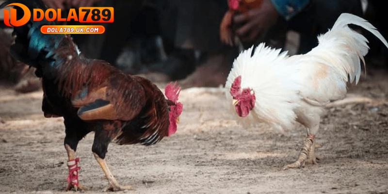 Đá gà cựa dao DOLA789 – Kinh nghiệm chọn gà chiến chuẩn 5 trận đấu đá gà cựa dao daola789
