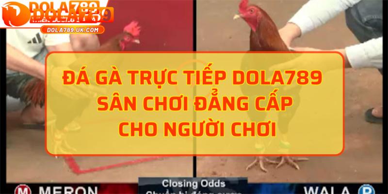 Đá gà DOLA789 – Thiên đường đá gà HOT nhất châu Á 1 da ga dola789