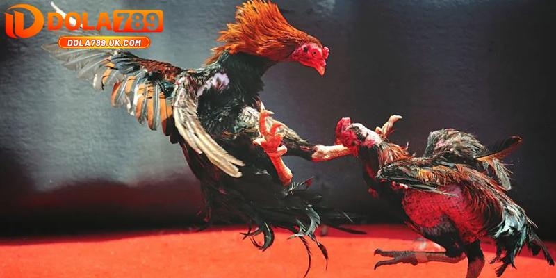 Đá gà trực tiếp DOLA789 – Thiên đường đá gà với chất lượng vượt trội 5 đá gà trực tiếp