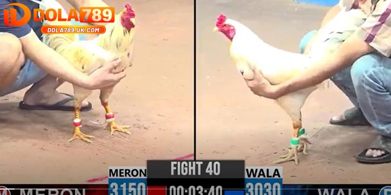 Đá gà trực tiếp DOLA789 – Thiên đường đá gà với chất lượng vượt trội 2 live đá gà
