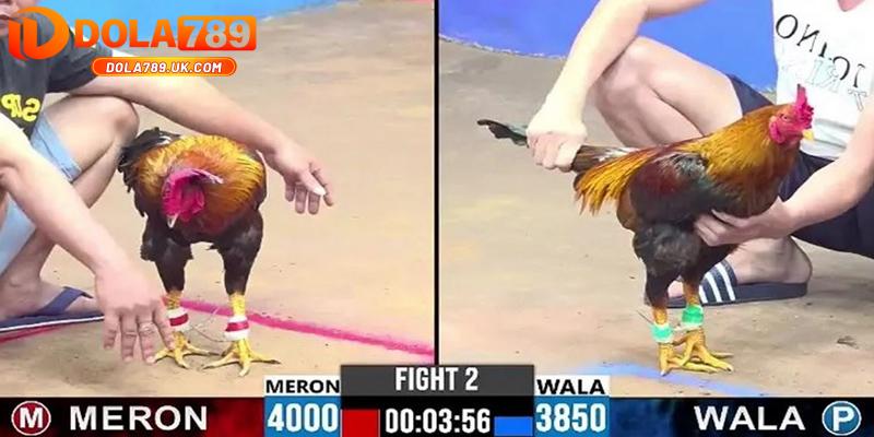 Đá gà cựa dao DOLA789 – Kinh nghiệm chọn gà chiến chuẩn 2 đá gà live cựa dao