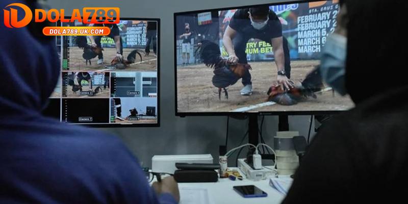 Đá gà cựa sắt DOLA789 – Hướng dẫn cách chơi và mẹo cược thắng lớn 2 gioi thieu da ga cua sat dola789