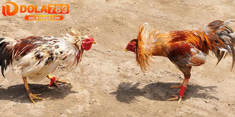 Đá gà Campuchia DOALA789 - Thỏa mãn đam mê bùng nổ cảm xúc 3 kinh nghiệm đá gà campuchia