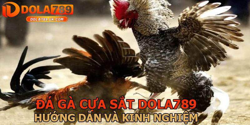 Đá gà cựa sắt DOLA789 – Hướng dẫn cách chơi và mẹo cược thắng lớn 1 kinh nghiem da ga cua sat dola789 1
