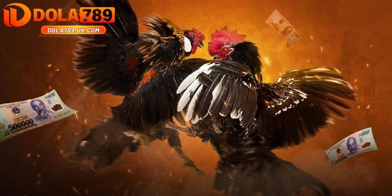 Đá gà Thomo DOLA789 – Địa chỉ cá cược Đá gà đẳng cấp 2025 5 mẹo đá gà thomo