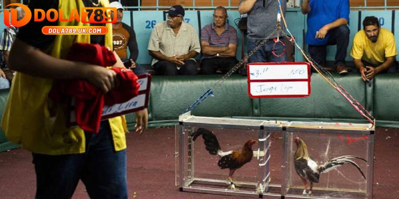 Đá gà cựa sắt DOLA789 – Hướng dẫn cách chơi và mẹo cược thắng lớn 3 luat cuoc da ga cua sat dola789