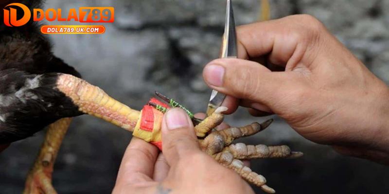 Đá gà cựa dao DOLA789 – Kinh nghiệm chọn gà chiến chuẩn 3 hỉnh ảnh đá gà cựa dao