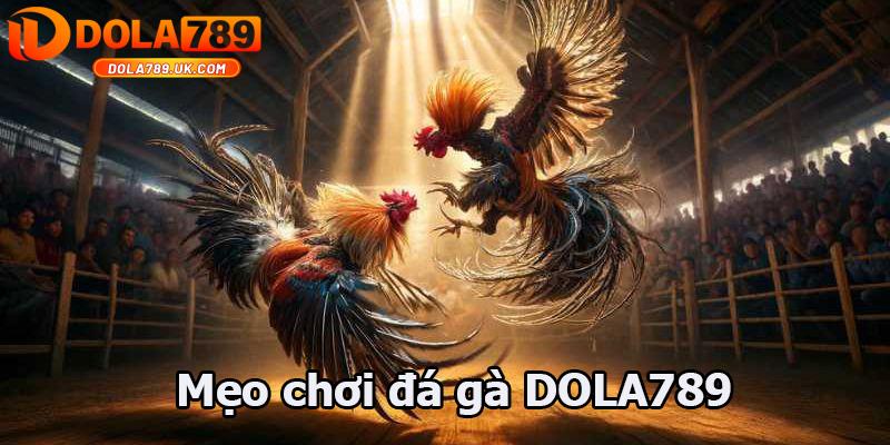 5 Mẹo chơi đá gà DOLA789 bách chiến bách thắng từ cao thủ 1 mẹo chơi đá gà