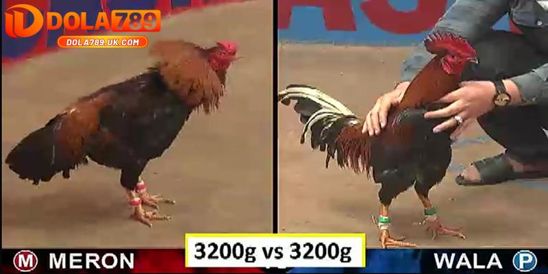 5 Mẹo chơi đá gà DOLA789 bách chiến bách thắng từ cao thủ 5 mẹo chơi đá gà - dựa vào màu mệnh