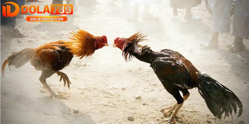 5 Mẹo chơi đá gà DOLA789 bách chiến bách thắng từ cao thủ 4 mẹo đá gà dola789 - cách nhìn gà