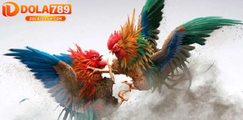 5 Mẹo chơi đá gà DOLA789 bách chiến bách thắng từ cao thủ 6 mẹo chơi đá gà dola789 - lưu ý
