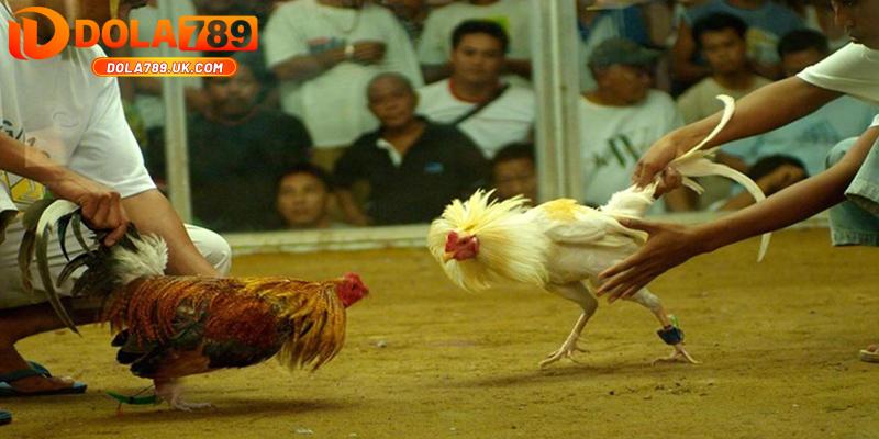 5 Mẹo chơi đá gà DOLA789 bách chiến bách thắng từ cao thủ 2 đá gà doal789