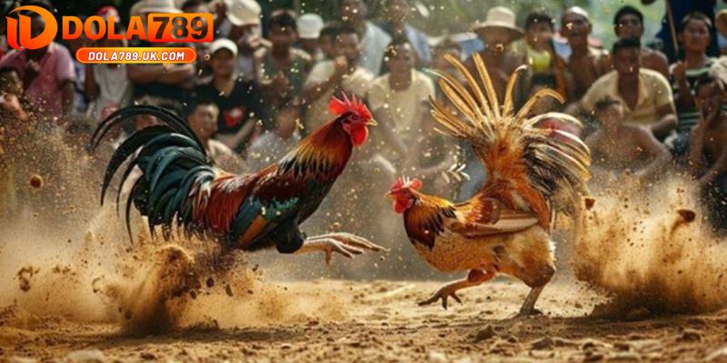 Đá gà trực tiếp Campuchia DOLA789 đỉnh cao đá gà trực tuyến 2 truc tiep da ga campuchia dola789 uu diem 1