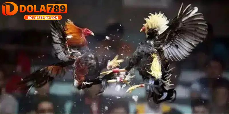 Đá gà Campuchia DOALA789 - Thỏa mãn đam mê bùng nổ cảm xúc 2 game đá gà campuchia